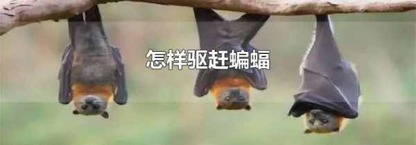 怎样驱赶蝙蝠