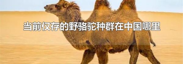 当前仅存的野骆驼种群在中国哪里