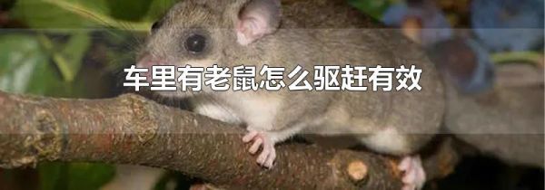 车里有老鼠怎么驱赶有效