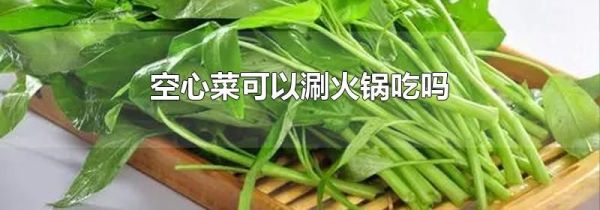 空心菜可以涮火锅吃吗