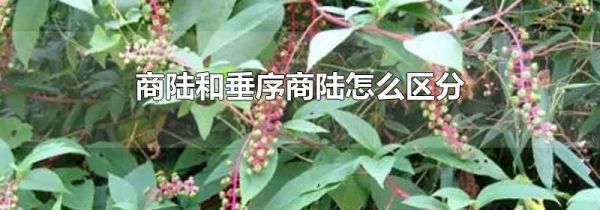 商陆和垂序商陆怎么区分