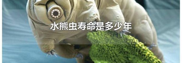 水熊虫寿命是多少年