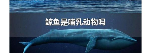 鲸鱼是哺乳动物吗
