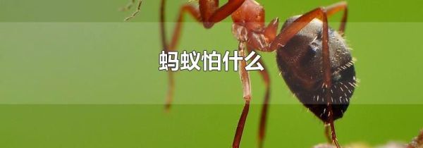 蚂蚁怕什么