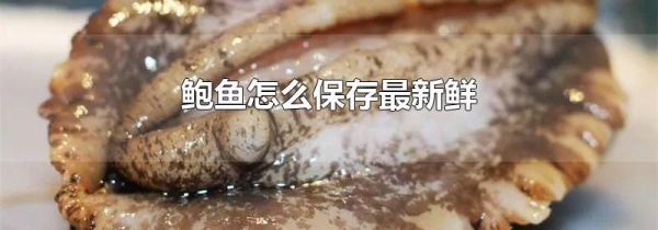 鲍鱼怎么保存最新鲜