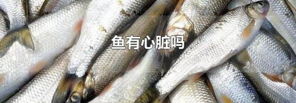 鱼有心脏吗