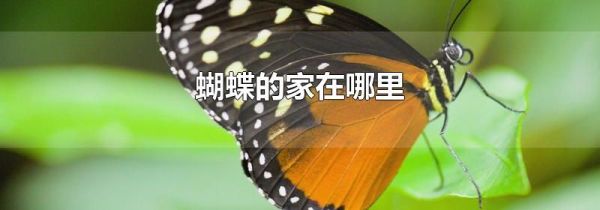 蝴蝶的家在哪里