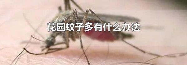 花园蚊子多有什么办法