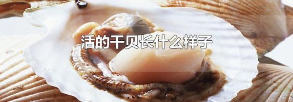 活的干贝长什么样子