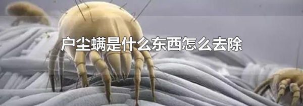 户尘螨是什么东西怎么去除