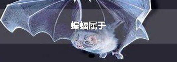 蝙蝠属于