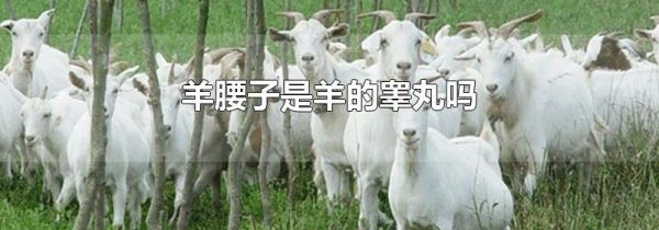羊腰子是羊的睾丸吗