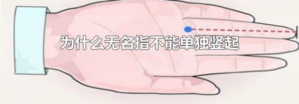 为什么无名指不能单独竖起