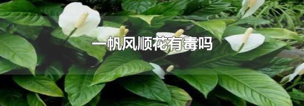 一帆风顺花有毒吗