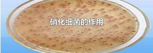 硝化细菌的作用