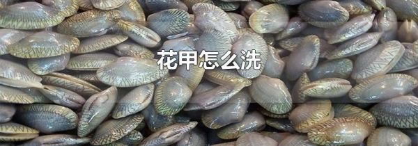 花甲怎么洗
