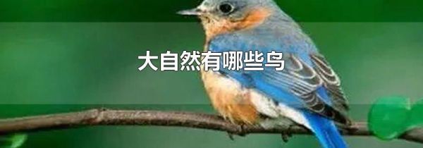 大自然有哪些鸟