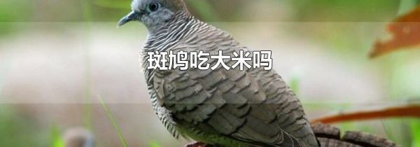 斑鸠吃大米吗
