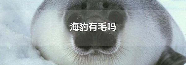 海豹有毛吗