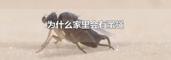 为什么家里会有蚤蝇
