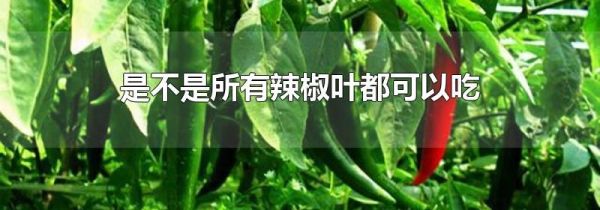 是不是所有辣椒叶都可以吃