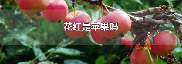 花红是苹果吗