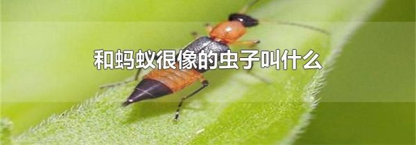 和蚂蚁很像的虫子叫什么