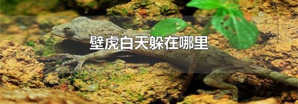 壁虎白天躲在哪里