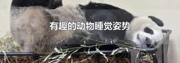 有趣的动物睡觉姿势