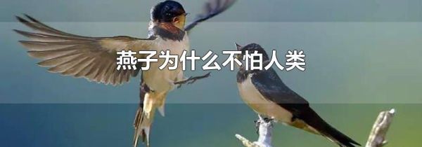 燕子为什么不怕人类