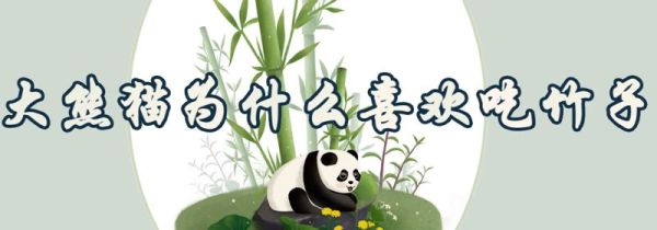 大熊猫为什么喜欢吃竹子