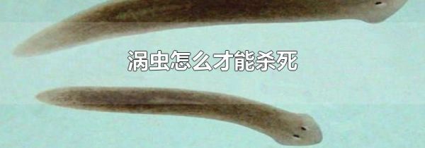 涡虫怎么才能杀死