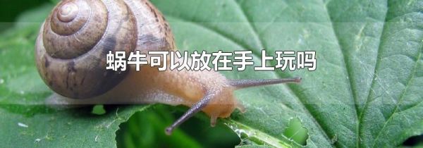 蜗牛可以放在手上玩吗