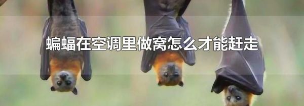 蝙蝠在空调里做窝怎么才能赶走