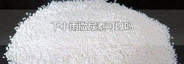 下小雨撒尿素可以吗