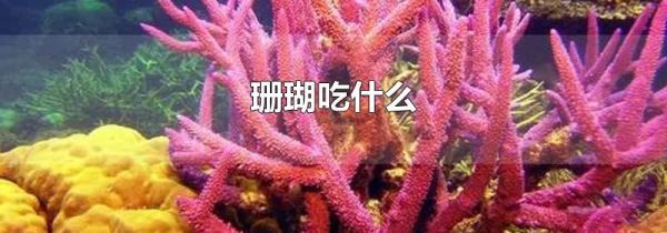 珊瑚吃什么