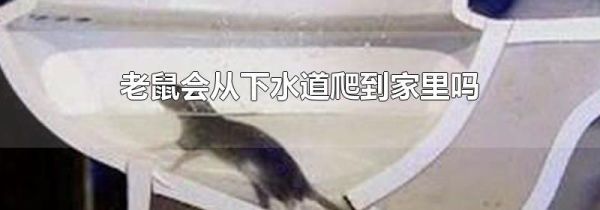 老鼠会从下水道爬到家里吗