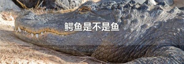 鳄鱼是不是鱼