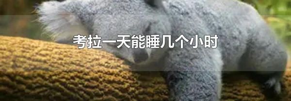 考拉一天能睡几个小时