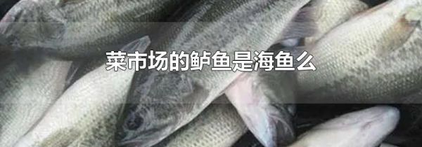 菜市场的鲈鱼是海鱼么
