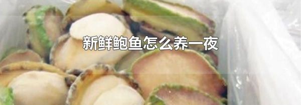 新鲜鲍鱼怎么养一夜