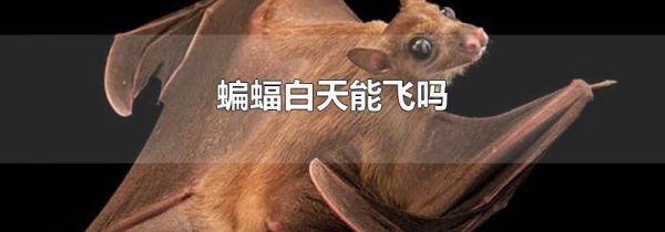 蝙蝠白天能飞吗