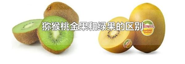 猕猴桃金果和绿果的区别