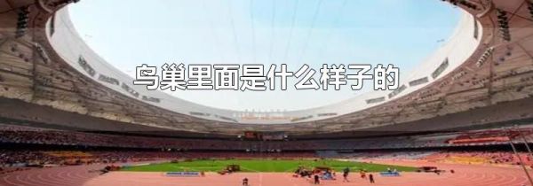 鸟巢里面是什么样子的