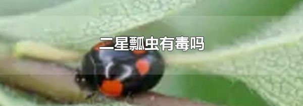 二星瓢虫有毒吗