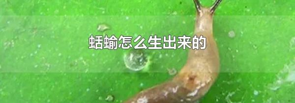 蛞蝓怎么生出来的