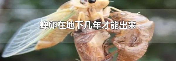 蝉卵在地下几年才能出来
