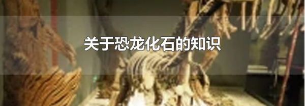 关于恐龙化石的知识