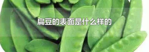 扁豆的表面是什么样的