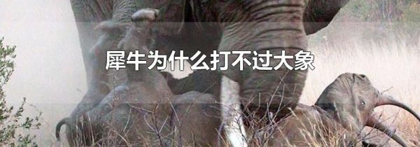 犀牛为什么打不过大象
